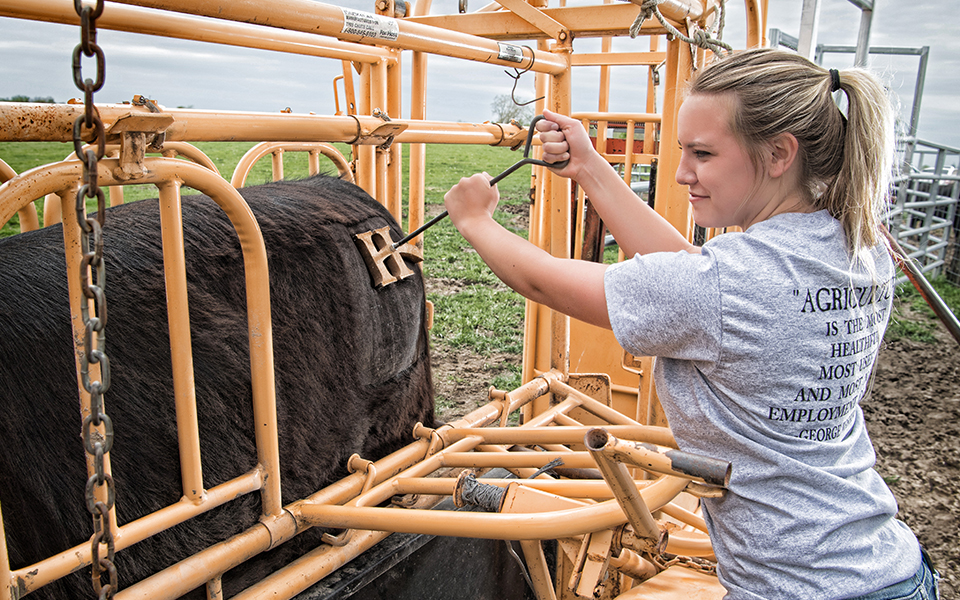 Indian Hills Agriculture Programs - Student marking a cow with the Indian Hills H.